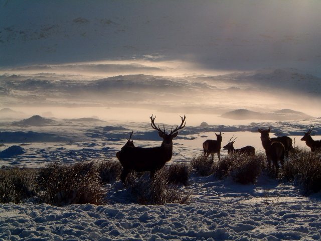 Deer in snow 1